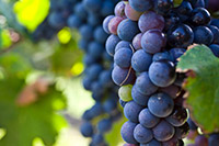 cape-town-wine