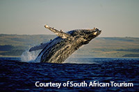 whale-tour-south-africa